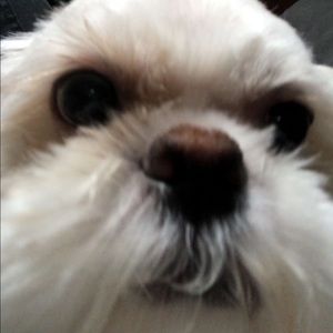 Meet your Posher, Dylan